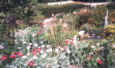 back garden