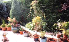 side garden
